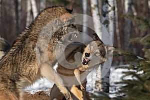 Grey Wolves (Canis lupus) Scuffle Snap and Snarl at Each Other Winter