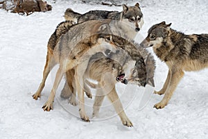 Grey Wolves Canis lupus Snap and Snarl at Each Other Winter