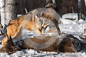 Grey Wolves (Canis lupus) Snarl at Each Other Over Deer Carcass Winter photo