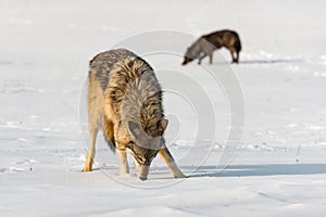 Grey Wolves Canis lupus Sniff in Field Winter photo