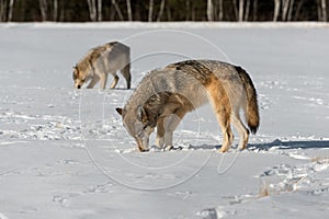 Grey Wolves Canis lupus Sniff Ground in Field Winter