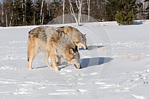 Grey Wolves Canis lupus Sniff n In Snowy Field Winter photo