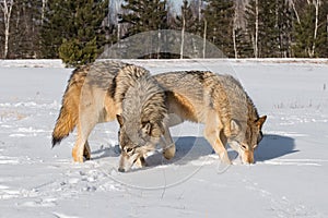 Grey Wolves Canis lupus Sniff About in Snowy Field Winter