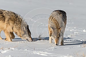 Grey Wolves Canis lupus Sniff About in Snowy Field Winter photo