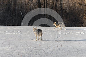 Grey Wolves Canis lupus in Snowy Field