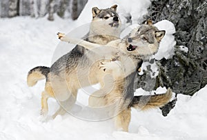 Grey Wolves (Canis lupus) Stand on Back Legs Snarling and Flailing Winter