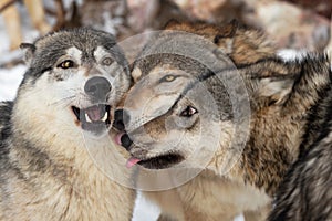 Grey Wolves Canis lupus Three Heads Together Winter