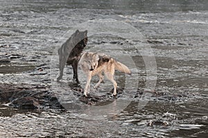 Grey Wolves (Canis lupus) Turn to Look at Splash