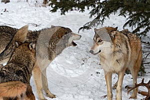 Grey Wolves Canis lupus Vocalize Together Winter