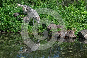 Grey Wolves (Canis lupus) Walk Down to Edge of Island Reflected Summer