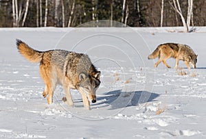 Grey Wolves Canis lupus Walk Right in Snowy Field Winter