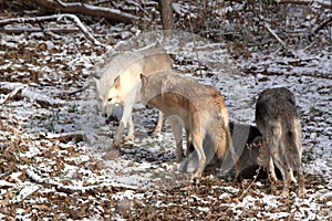 Grey Wolves in a mountain meadow