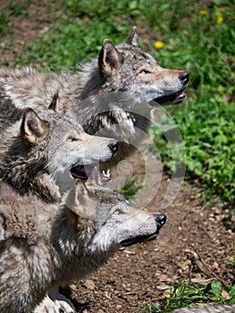 Grey wolves pack looking up