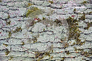 Grey wood texture on the old crust