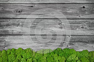 Grey wooden background with green moos. photo