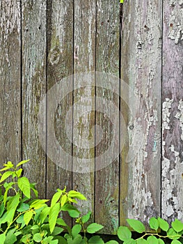 Grey wooden fence and green plants garden background