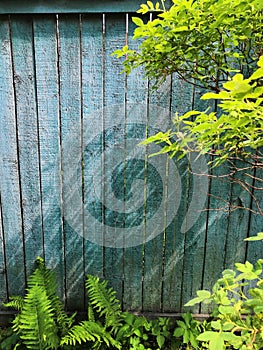 Grey wooden fence and green plants garden background