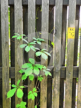 Grey wooden fence and green plants garden background