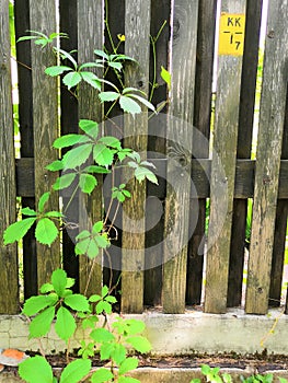 Grey wooden fence and green plants garden background