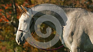 Grey yearling horse headshot in autumn photo