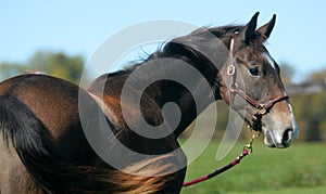 Grey yearling horse photo