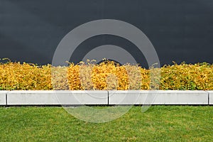 Grey, yellow, green, white, nature. Dark wall, yellow bushes, gazon. Copy space.