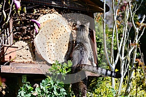 Grey young cat looking on insect hotel for wild bees