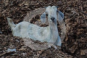 Grey young goat with small horns looking in the camera