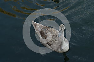 Grey Young swan swimming on countryside lake makes waves closeup