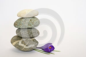 Grey zen stones with bamboo en crocus on empty white background