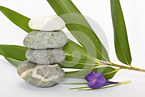 Grey zen stones with bamboo en crocus on empty white background