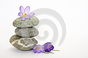 Grey zen stones with bamboo en crocus on empty white background