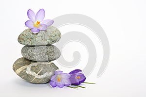 Grey zen stones with bamboo en crocus on empty white background