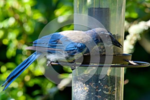 Greyback Blue Jay at Feeder 01