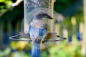 Greyback Blue Jay at Feeder 02