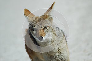 Greyback fox in Etosha