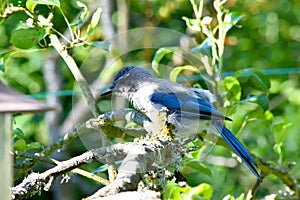 Greybacked Blue Jay Pear Tree 06