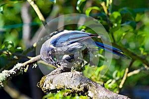 Greybacked Blue Jay Pear Tree 12