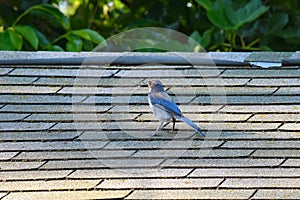 Greybacked Blue Jay on Roof 01