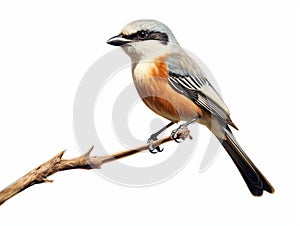 Greybacked_shrike_Lanius_tephronotus_beautiful_bird_on_white_1690600010273_2 photo