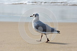 Greyheaded Gull Seagull Walking On Beach Larus cirrocephalus