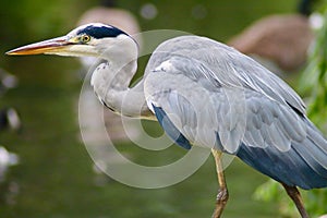 GreyHeron heron (Ardea cinerea) wading through water