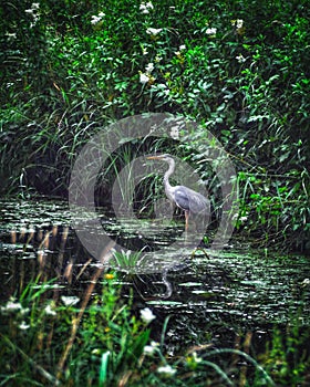 Greyheron in a small river in Germany
