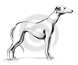 Greyhound