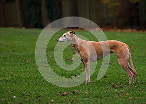 Greyhound