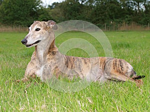 Greyhound