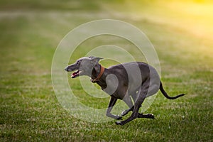 Greyhound