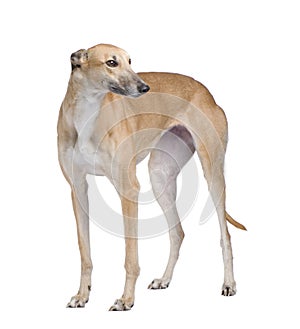 Greyhound