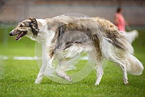 Greyhound - Barsoi