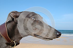 Greyhound on beach